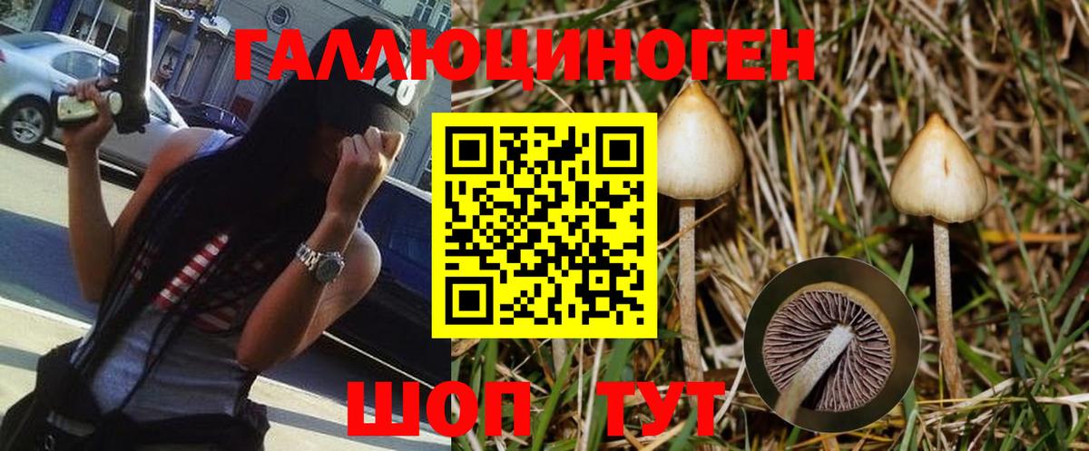Галлюциногенные грибы Psilocybe Волжск